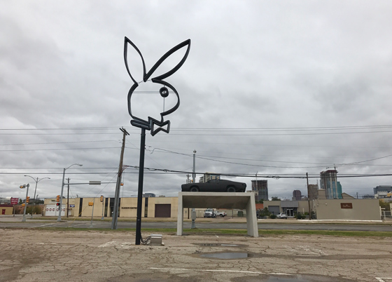 Кролик в Далласе
