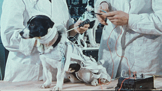 Кадр из фильма «Космические собаки» 