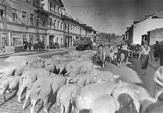 Прогон скота через город из прифронтовых районов. 17 сентября 1941 г.