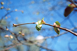 Бабушка Бабушка