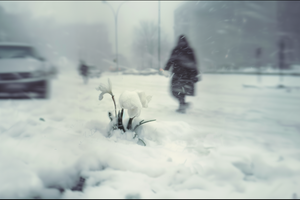 Письмо человеку Икс Письмо человеку Икс