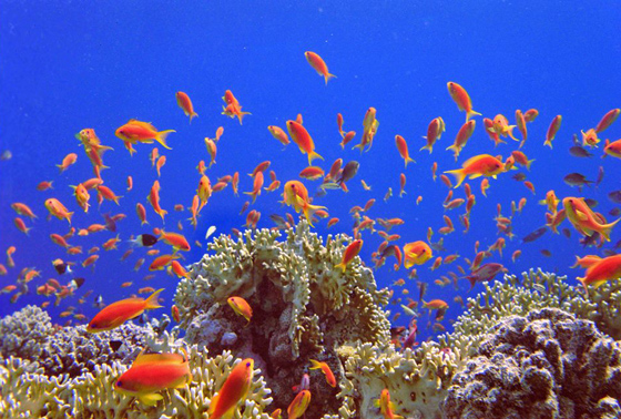 Любимое Колино фото — коралловый риф в Красном море