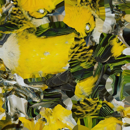Текстура птиц для проекта <a href="https://www.instagram.com/mlzbirds/">Moore Lab of Zoology</a>