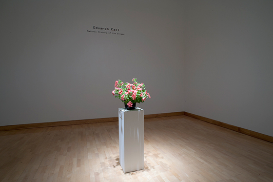 Эдуардо Кац. Трансгенный цветок с ДНК художника в красных прожилках. Выставка-2003/2008