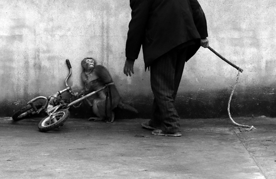«Monkey training for a circus», Yongzhi Chu, Nature, 1st prize singles